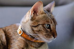 can acupuncture help pets