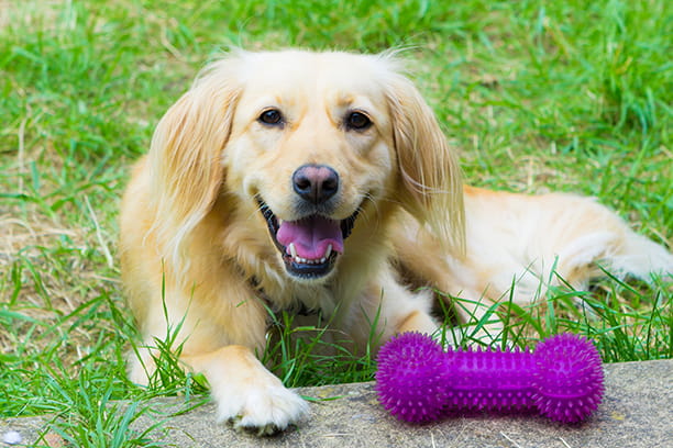 How To Keep Your Dog's Teeth Clean At Home