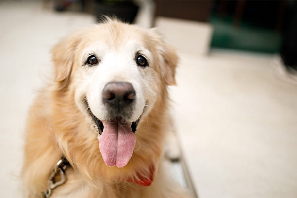 Best pets for kids by age