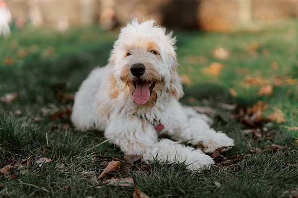 Questions to ask a boarding facility before booking your pet’s stay