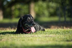 tips for training your senior dog