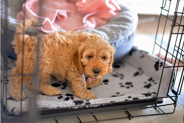 To crate or not to crate?