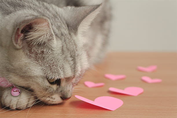 Celebrate Valentine’s Day the pet-safe way