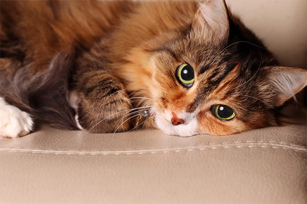 Weight loss is one of the most common signs of diabetes.