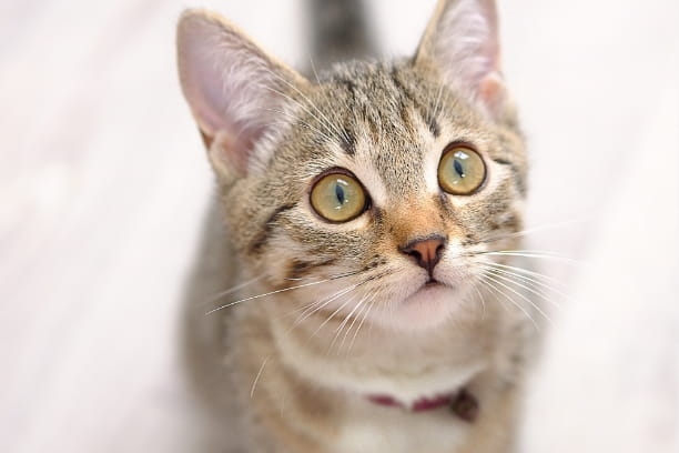 Furniture to make your cat’s indoor life wild!