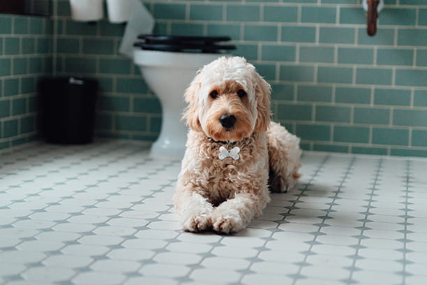 True or False: Drinking from the toilet could be potentially poisonous for your pet.