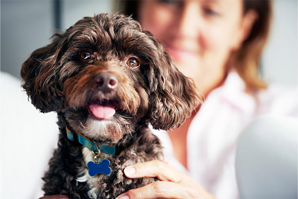 What to do if your pet eats something toxic