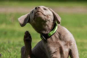 sign of allergies