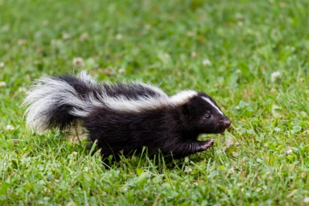 What to do if your dog gets skunked
