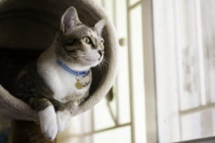 Sneaky tips to get your cat to exercise more