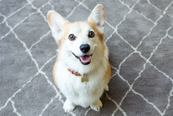 16 signs your pet may need a dental cleaning