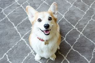 signs for dental cleaning