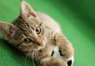 cat safe game day