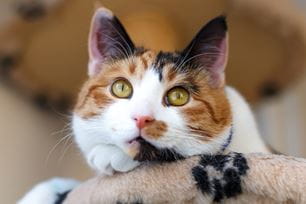 sign of diabetes in pets