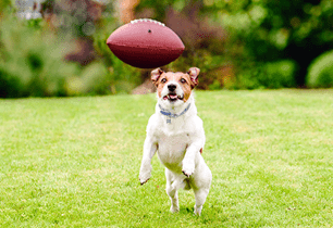 dog safe game day