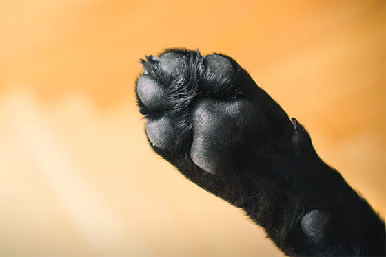 True or False? Paw licking is often caused by itchiness. Answer: True