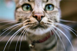 whiskers radar