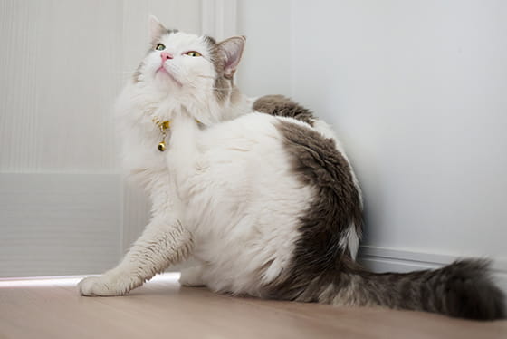 Itchy pet: what does it mean?