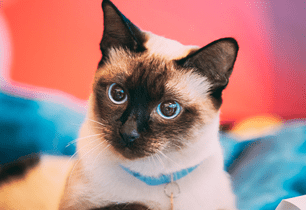 cat safe flowers