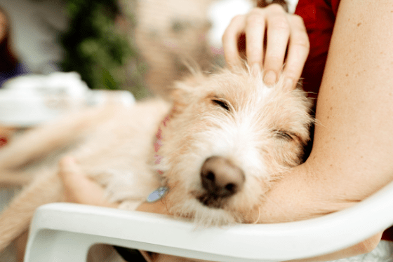 Eight Home Remedies for Diarrhea and Two That Could Be Dangerous for Your Pet
