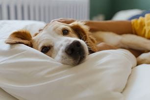 are my dog's stinky farts a problem?