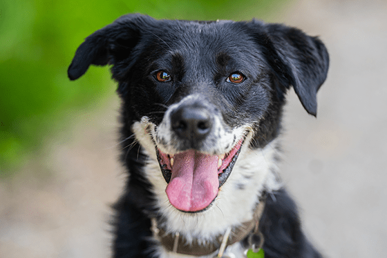 Why do dogs lick humans? 