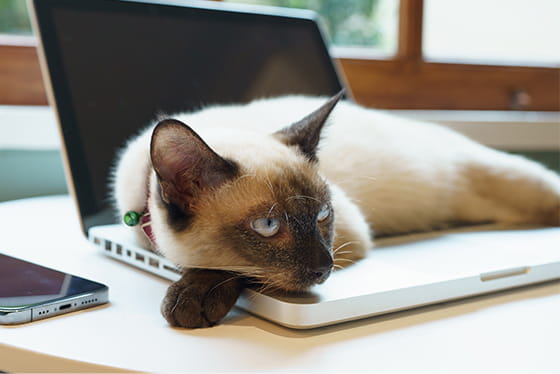Working from home? Why your cat loves your keyboard