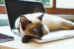 why cats love your keyboard