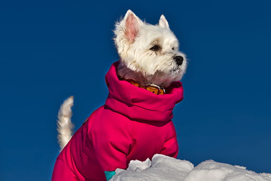 Cold weather safety for your pets