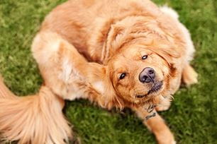 pet seasonal allergies