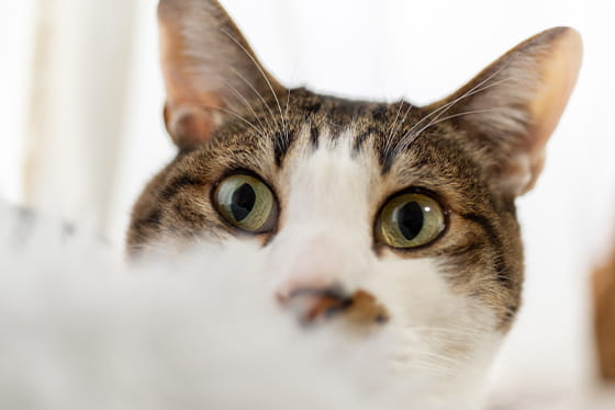 Exercising the mind is exercise!