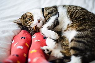 is snoring normal in pets