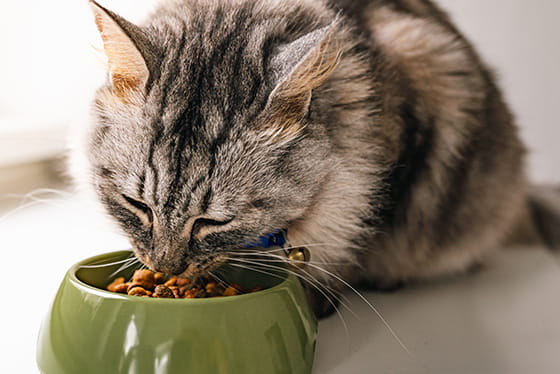True or False? Senior pets should keep eating their regular adult diet.