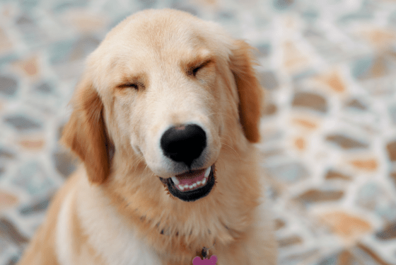 True or False: Dogs tend to gain weight in the winter