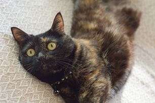 why cats headbutt