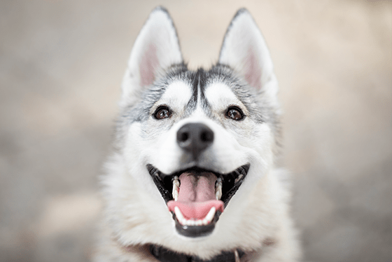 How to brush your pet’s teeth