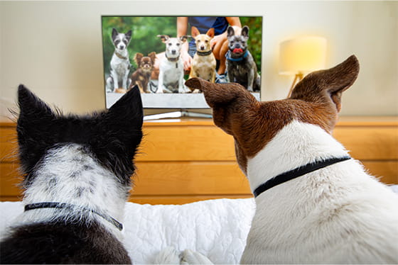Can dogs see movement on TV?