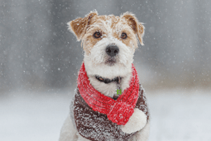 exercising in winter weather