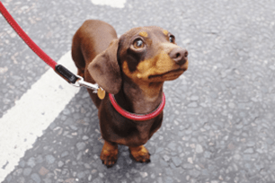 pet antibiotic awareness