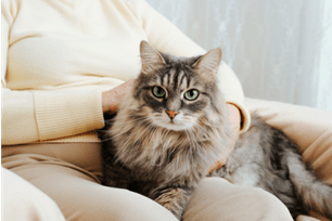 signs your pet has osteoarthritis