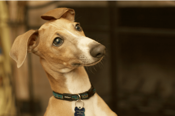 When do antibiotics work for dogs?