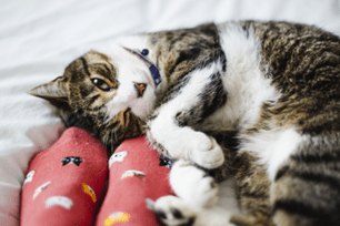 when do antibiotics work for cats