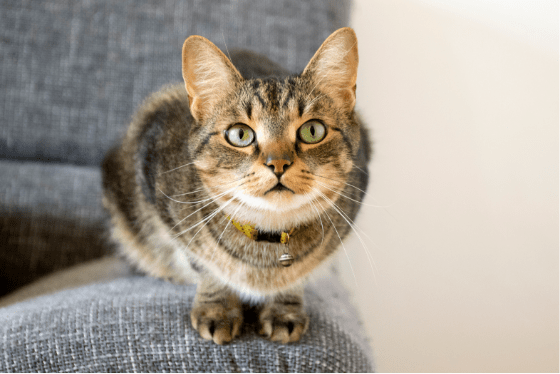 Cats in the military?