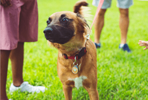 dog embarrassed