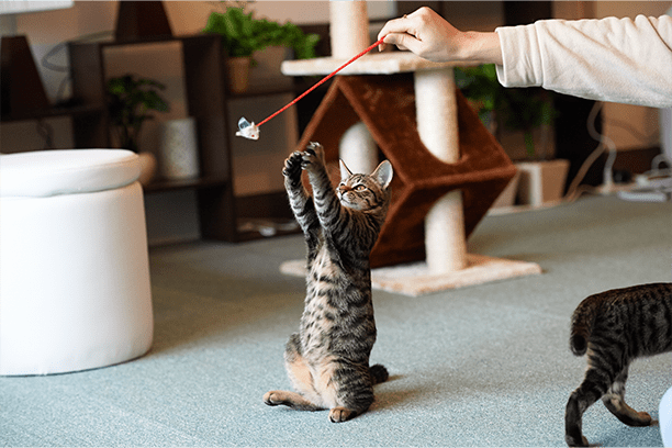 Easy toys to make for your cat with household items