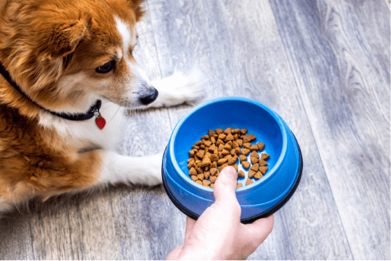 The importance of nutrition for pets