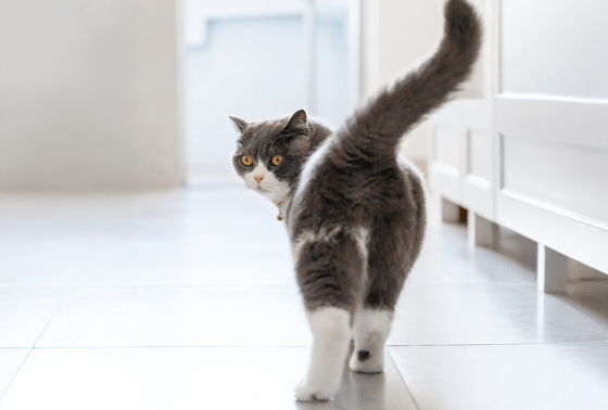 KeyScreen™ Fecal Test