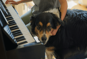 dog music anxiety