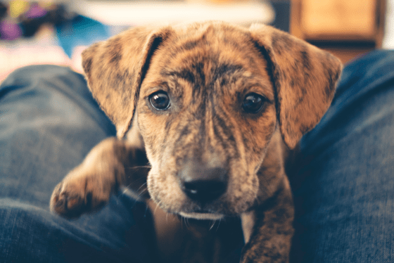 What to know when adopting a shelter pet