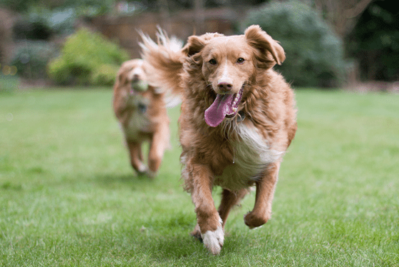 The importance of heartworm protection